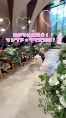 カゴを口に咥えて花嫁と花婿のところへ走り出す犬