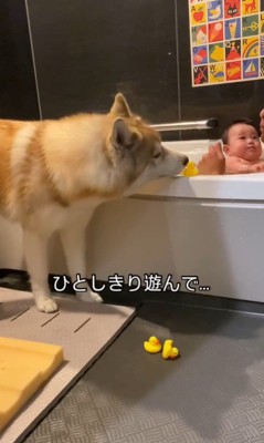 お風呂で遊ぶ赤ちゃんと茶々丸くん9