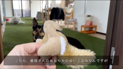 女性が手に持ったぬいぐるみを見つめる犬