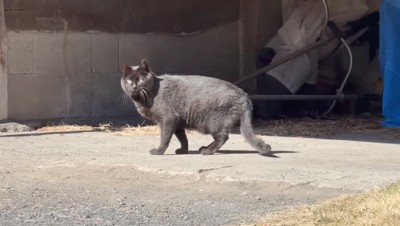 砂の上に転がって体が汚れた猫
