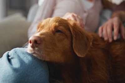 膝にあご乗せしてくつろぐ犬