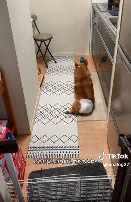 ボールを追いかけるくぅちゃん