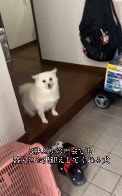 耳が倒れるべらちゃん