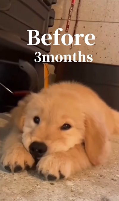 あご乗せポーズの子犬