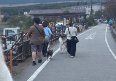 散歩する犬たちの後ろ姿
