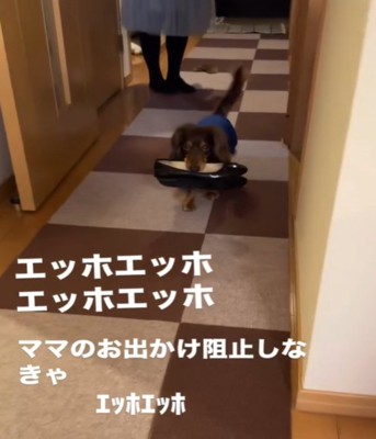 靴をくわえて歩く犬1