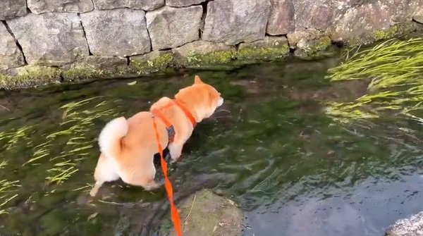 水路に入るわらびちゃん