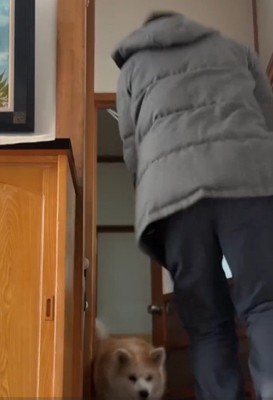 お出迎えするおはるちゃん