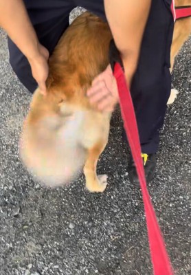 パパに甘える犬