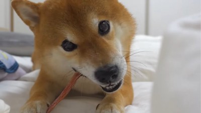 おやつを食べる犬