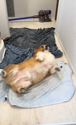 お風呂上がりのロイくん6