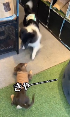 床に伏せるダックス