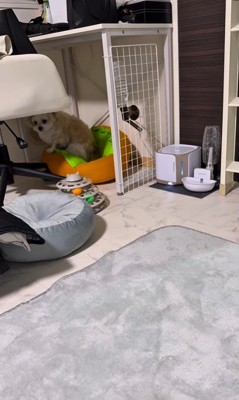 そあまるちゃんにキスしようとした時の反応⑩