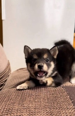 威嚇が怖くないあられちゃん