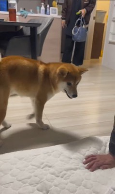 こてつ君と赤ちゃんの初対面4