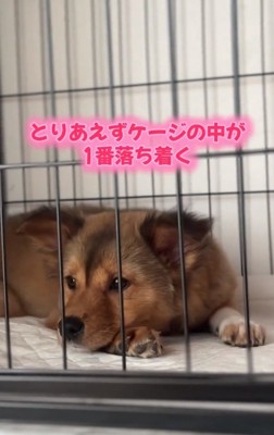 ケージが落ち着くクルミちゃん