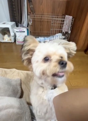 目の前でお座りする犬