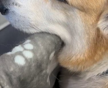 動物病院
