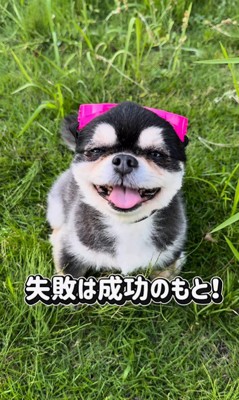 チワワ三兄弟のための購入品紹介⑩