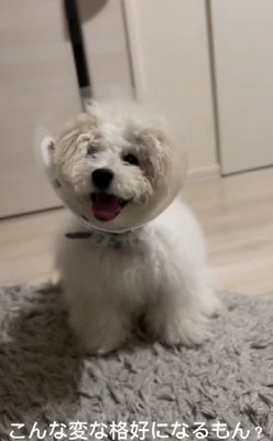 意外と気に入ってるロアちゃんなのでした♡