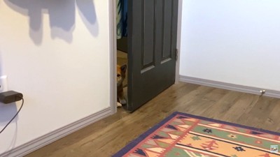 呼んでもこないツンデレさん♡