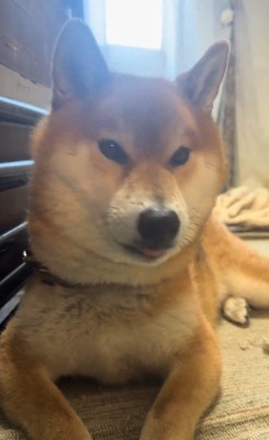 イタズラ中のぬん君8