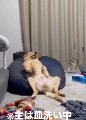 疲れ切ったロキくん