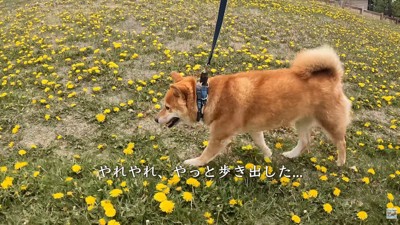 急にやる気満々！
