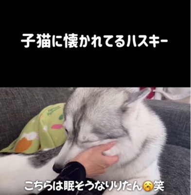 りりたん&ここちゃん&くぅちゃん5