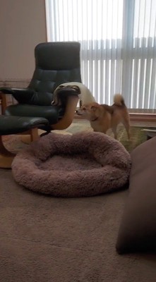 マスクを取る男性を凝視する犬