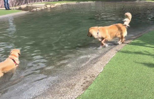 岸からプールを眺める犬