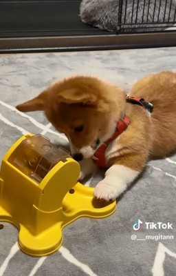 おやつを見るむぎちゃん