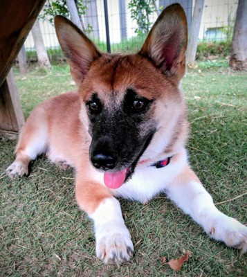 0歳の時のお兄ちゃん犬
