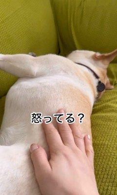 「怒ってる？」と尋ねられるフレブル