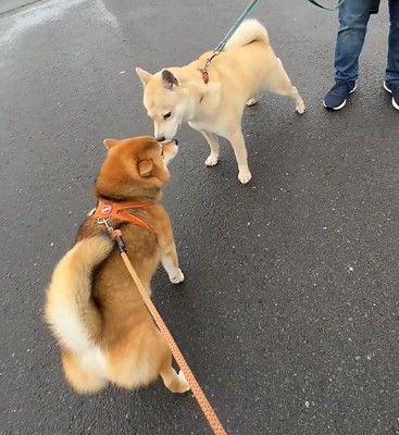 「元気だった?」