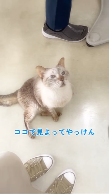 座りながら上を見上げる猫