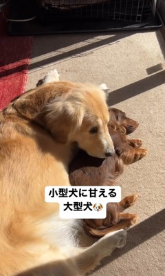 マロンちゃんに甘えるむぎちゃん2