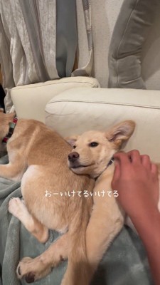 手前にいる犬を撫でる女性