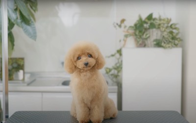 トリミング台の上でお座りしているトリミング後のトイプー