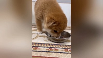 ご飯を食べる子犬