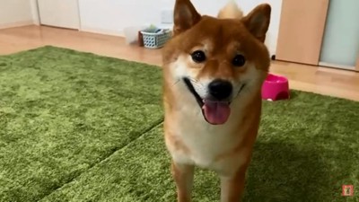 柴犬のはちくん