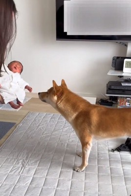 赤ちゃんに近づいた小次郎くん