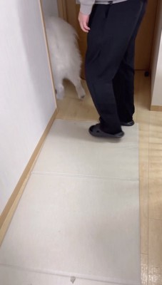 リビングを出ていくサモエド