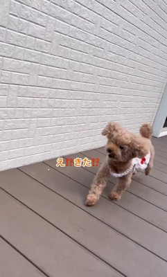 お父さんの帰りを待つティナちゃん6