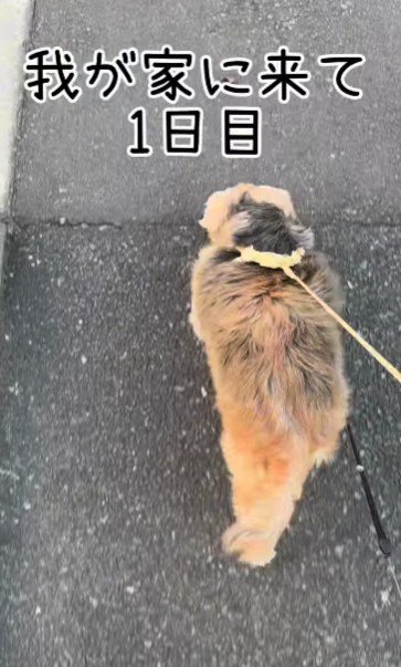 家族になって1日目のまるるちゃん