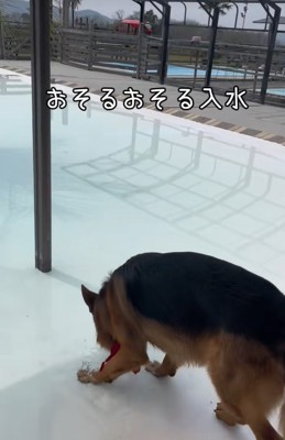恐る恐るプールに入る大型犬