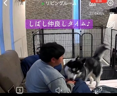 息子さんの手を舐めるアイスくん