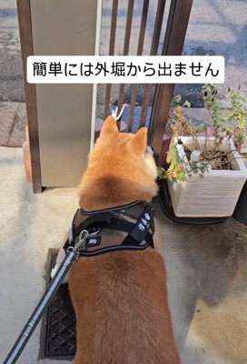 動かない信長くん