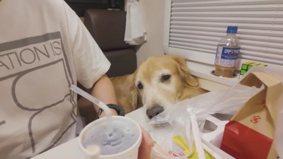 ジョイくんは眠そう…