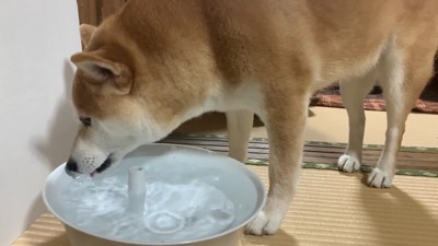 水を飲んでいる間に…